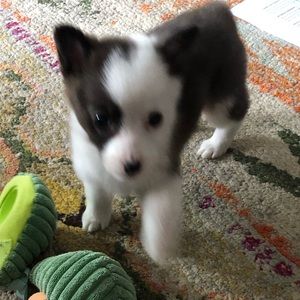 Meet your Posher, Abigail